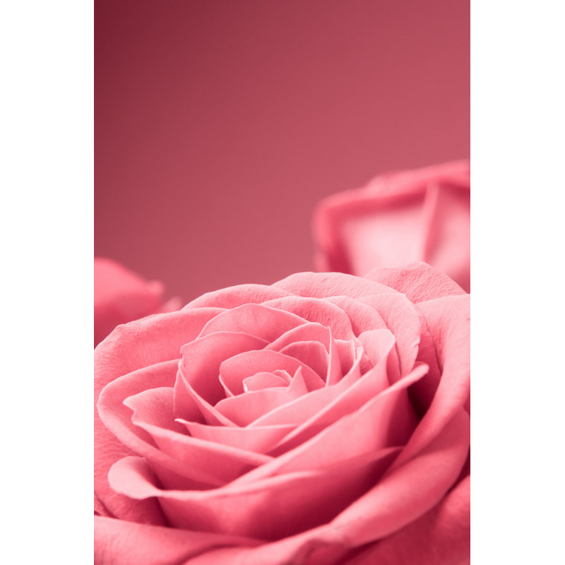Roses roses - Photographie sur toile tendue, H 18 po x l 12 po