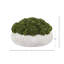 Sedum Arranged in a Stone Planter-1985559517-1985559458