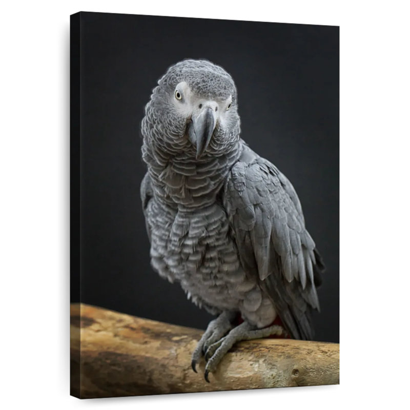 Brampt Congo Grey Parrot, 45" H x 30" W