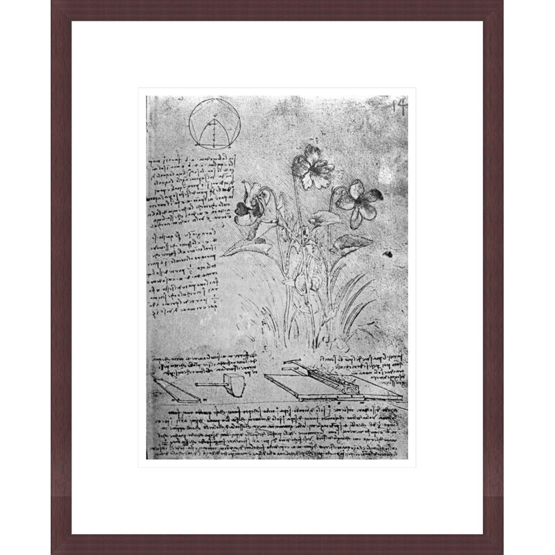 Studies of Violas (Viola odorata and Viola canina) fol. 14r from Manuscript B by Leonardo da Vinci -Framed Giclee Print