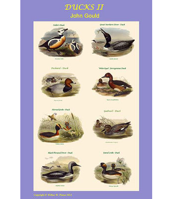 " Compsite Duck Vertical Classroom Poster II "