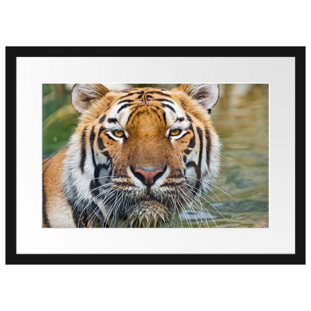 Gerahmtes Poster Tiger im Wasser