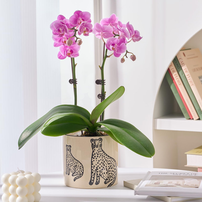 Pot à fleurs en céramique de 5 pouces avec drainage
