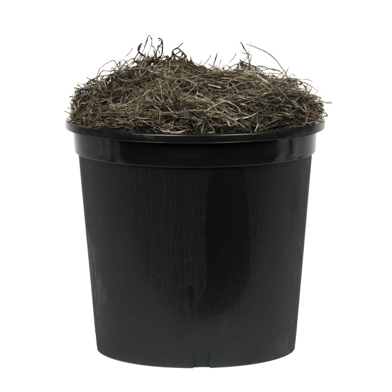 72'' Faux Plant in Pot