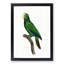 Cuban Amazon Parrot by F. Levaillant - Framed Print-55491202-55491205