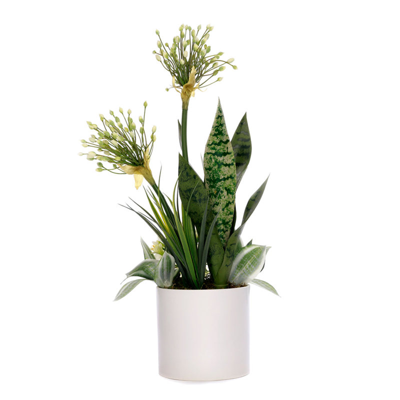 Agapanthus Flower Arrangement in White Cyclinder Planter