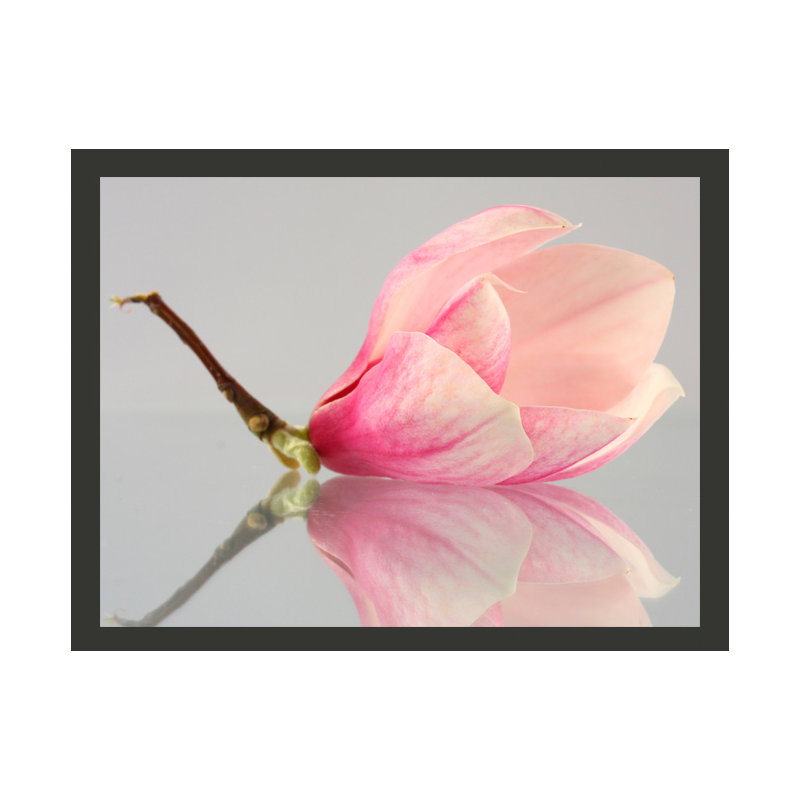 Lonely Magnolia Flower 1.93m x 250cm Wallpaper, 300 cm x 231 cm