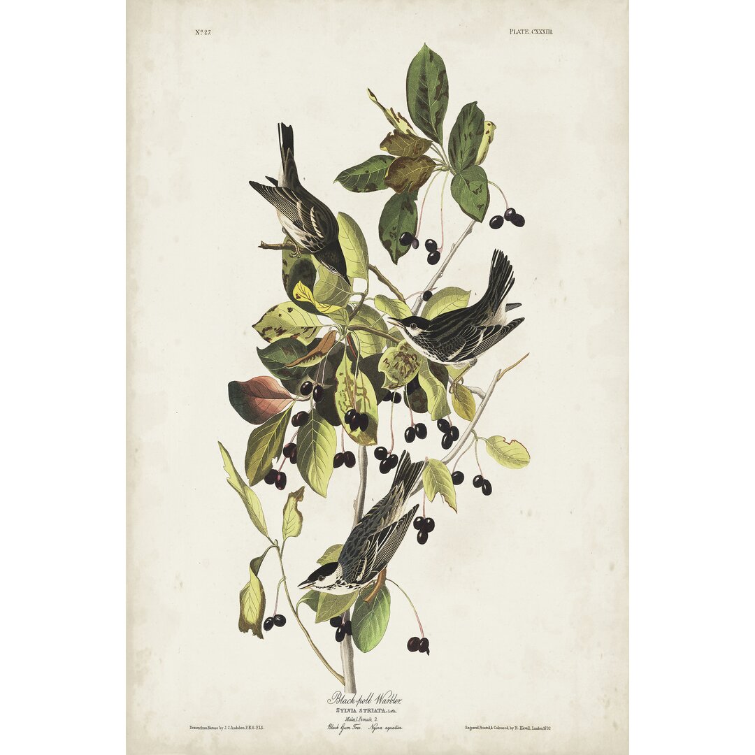 Leinwandbild Pl 133 Black Poll Warbler von John Audubon