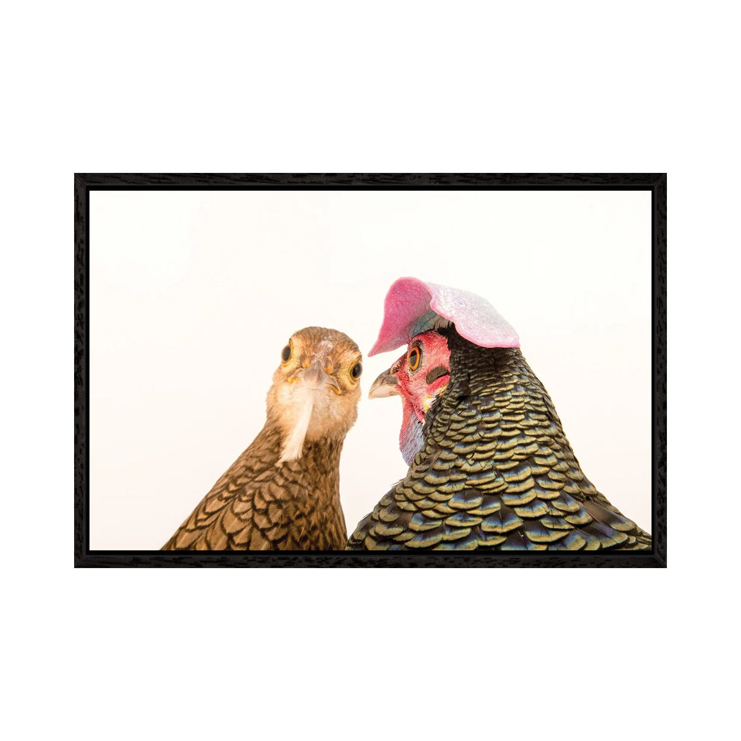 A Male And A Female Green Junglefowl At The Houston Zoo von Joel Sartore - Gallery-Wrapped Canvas Giclée