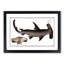 Hammerhead Shark by M.E. Bloch - Picture Frame Painting Print-55580255-55580256