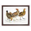 Illustration of Hens by John Edward Gray - Picture Frame Painting Print-55579828-55579826