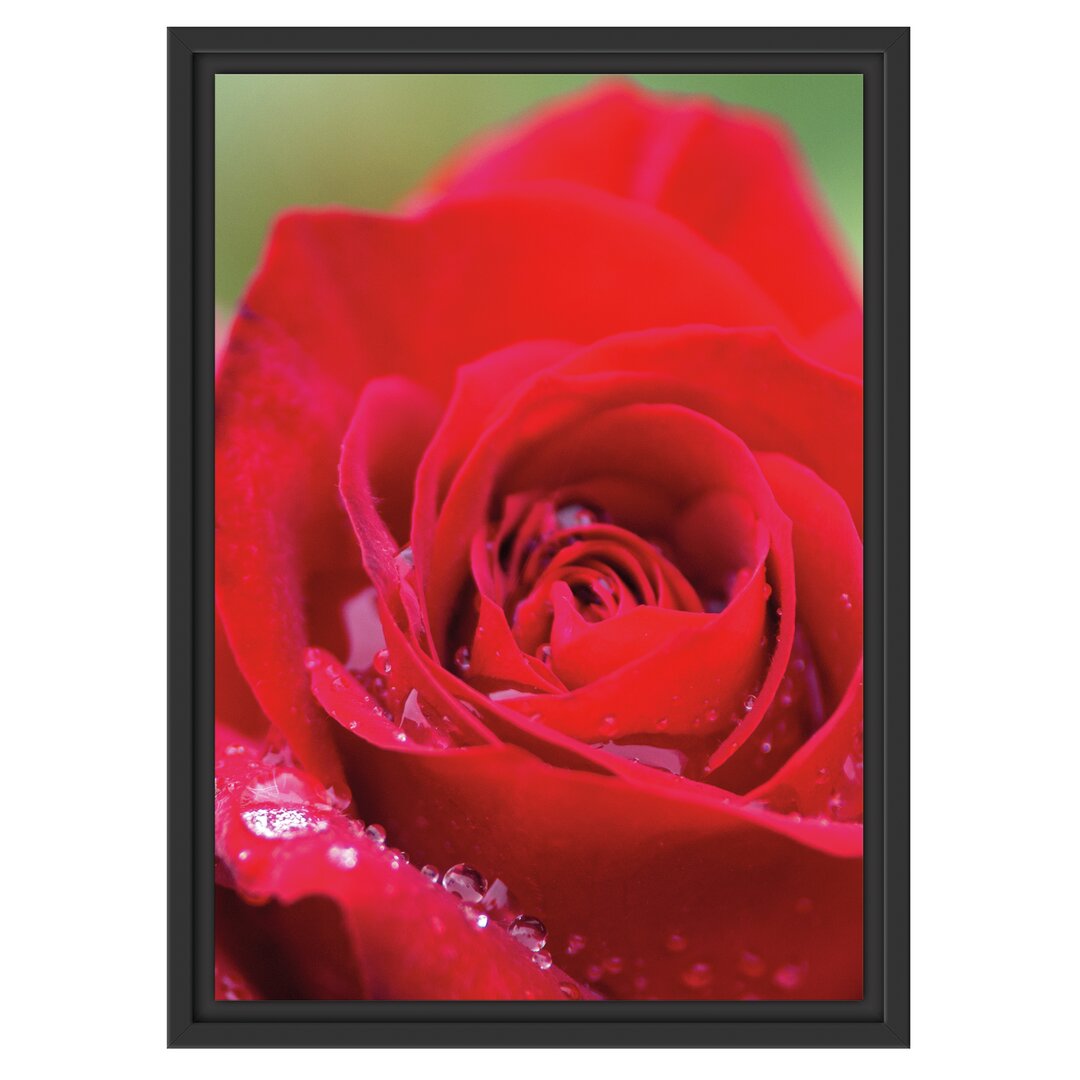 Gerahmtes Wandbild Rose mit Wassertropfen