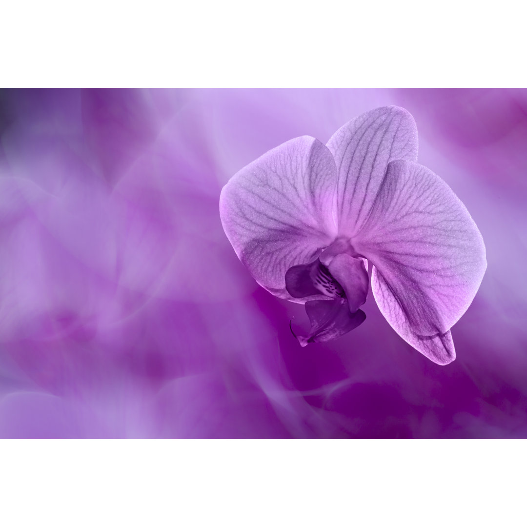 Leinwandbild Orchid Flower in Purple Vagueness Background