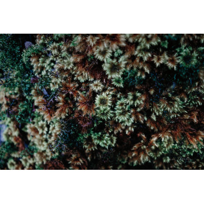 «Moss Détail» par Elise Catterall