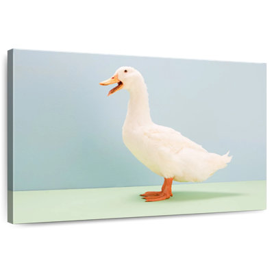 White Duck