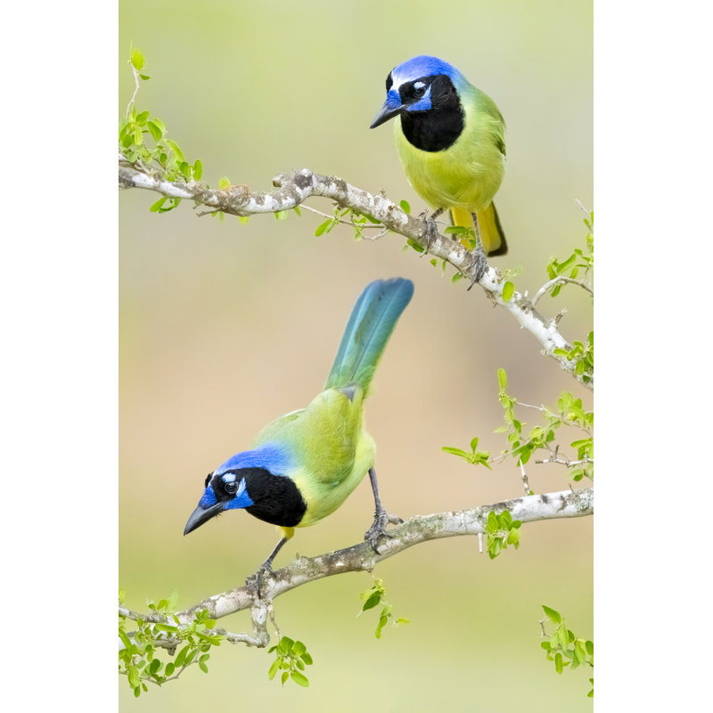 Green Jays by Kencanning, 48" H x 32" W