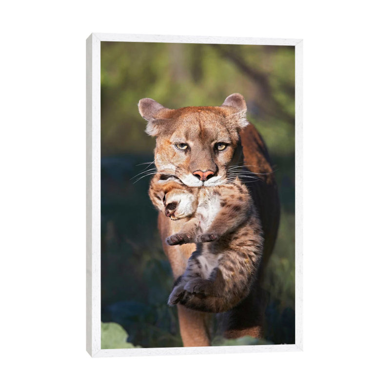 Mountain Lion Mother Carrying Cub In Her Mouth, North America by Tim Fitzharris - Gallery-Wrapped Canvas Giclée on Canvas