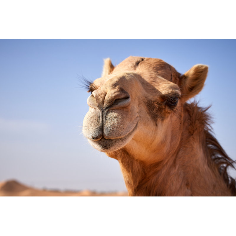 Camel Portrait by Svetla Ilieva - Wrapped Canvas Print, 30.48cm H x 45.72cm W