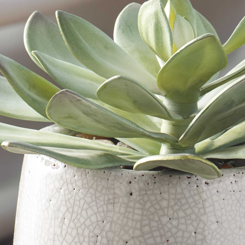 Plante grasse d'extérieur Uttermost Dudleya Gray