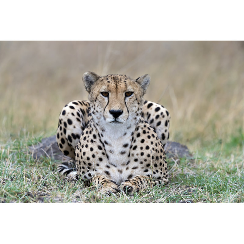 Cheetah In Repose - Wrapped Canvas Print, 51cm H x 76cm W x 3.8cm D