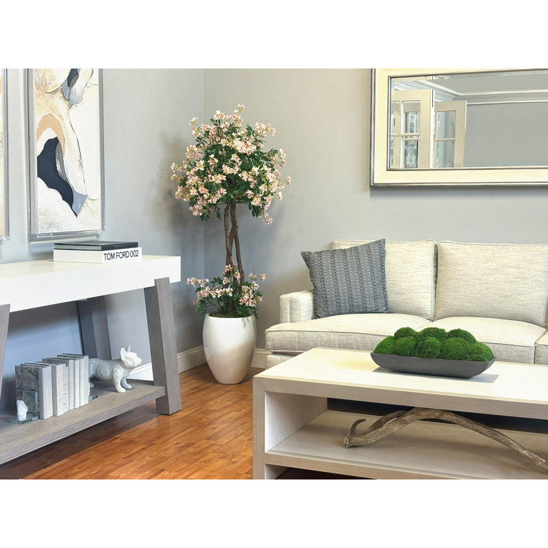 Stephanotis Tree in Fiberstone Pot