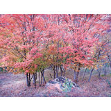 Autumn Maple Trees In Zion National Park Print by Bruce Heinemann