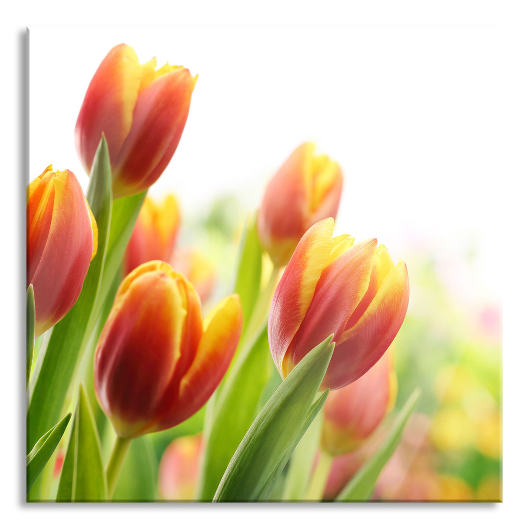 Glasbild Bunte Tulpenwiese