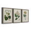 Antique Turpin Botanical IV - Ensemble de 3 reproductions d'art sur toile-2038202530-2038202536