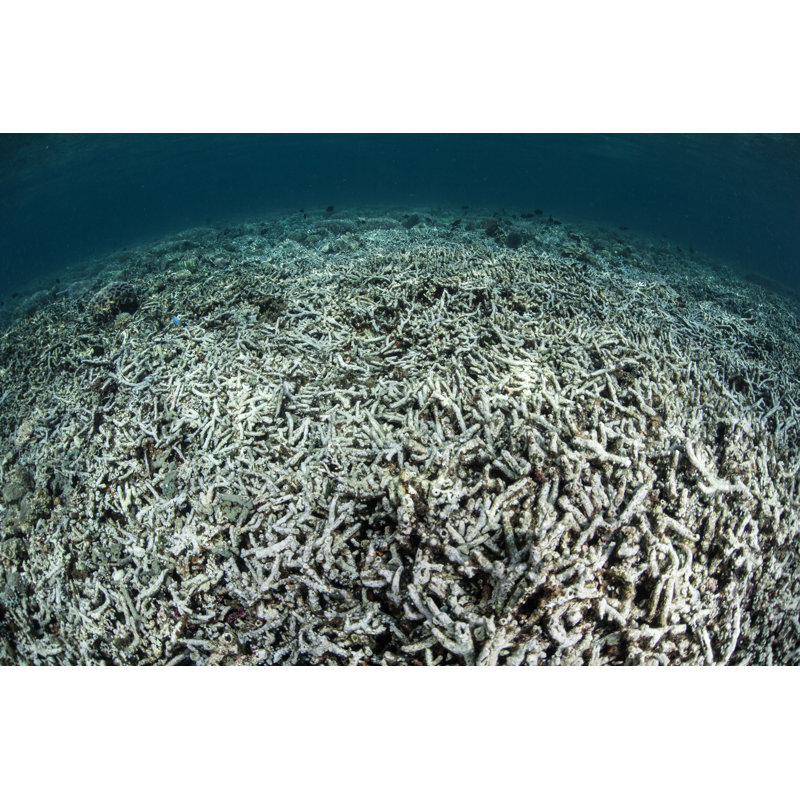 Reef Turned To Rubble by Velvetfish - Wrapped Canvas Print, 30cm H x 46cm W