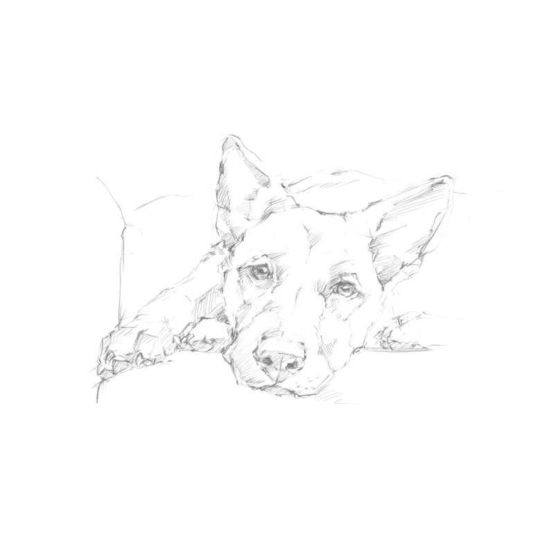 Lazy Dog IV by Ethan Harper - Print on Canvas, 61 cm H x 91 cm W, Wrapped Canvas