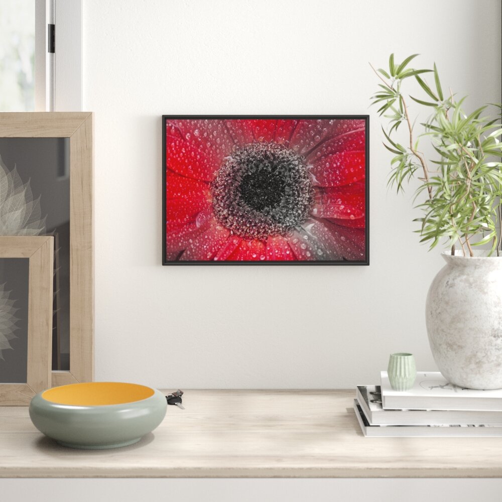 Gerahmtes Wandbild Rote Gerbera mit Wassertropfen