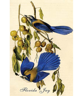 " Florida Jay " by John Audubon
