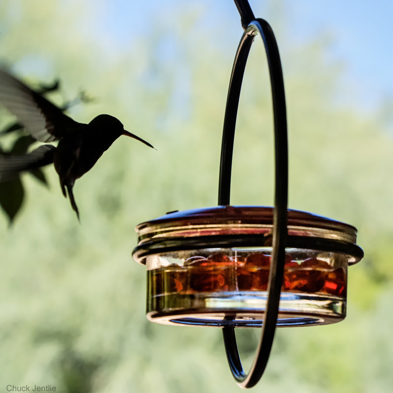 Mangeoire à colibri en verre recyclé Dieatra - Capacité de 3,4 oz de nectar, mangeoire à 4 ports pour l'extérieur avec couvercle rouge