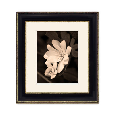 Sanguinaria Blossom