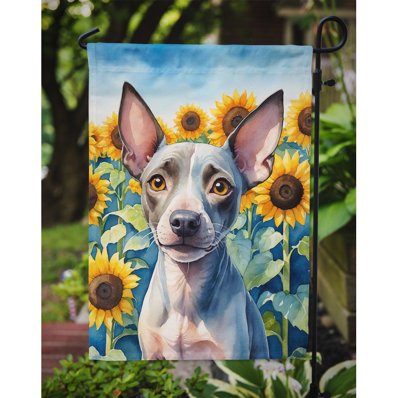 Lévrier irlandais dans le drapeau du jardin de tournesols, Terrier américain sans poil