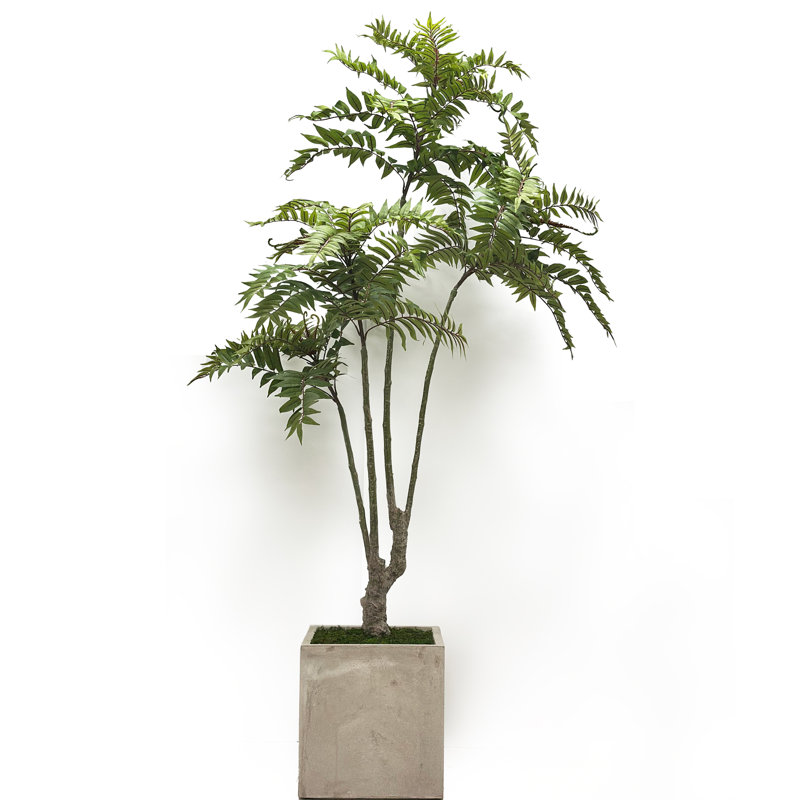 TOONA SINENSIS IN SQUARE VASE