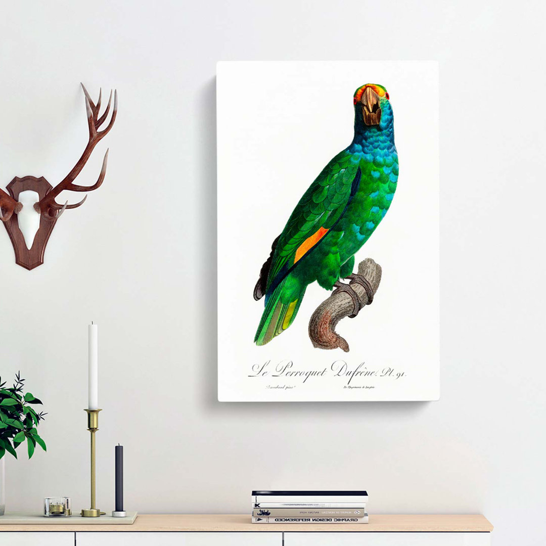 Blue-Cheeked Amazon Parrot by F. Levaillant - Wrapped Canvas