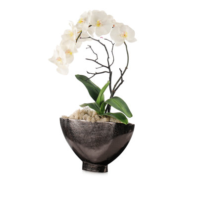 Phalaenopsis de l'aube