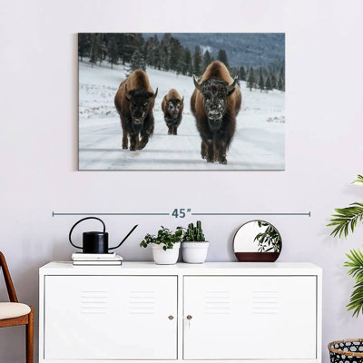 Photographie d'un bison de Brampt à Yellowstone
