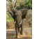 Ebern Designs Charging Elephant On Canvas Print - Wayfair Canada