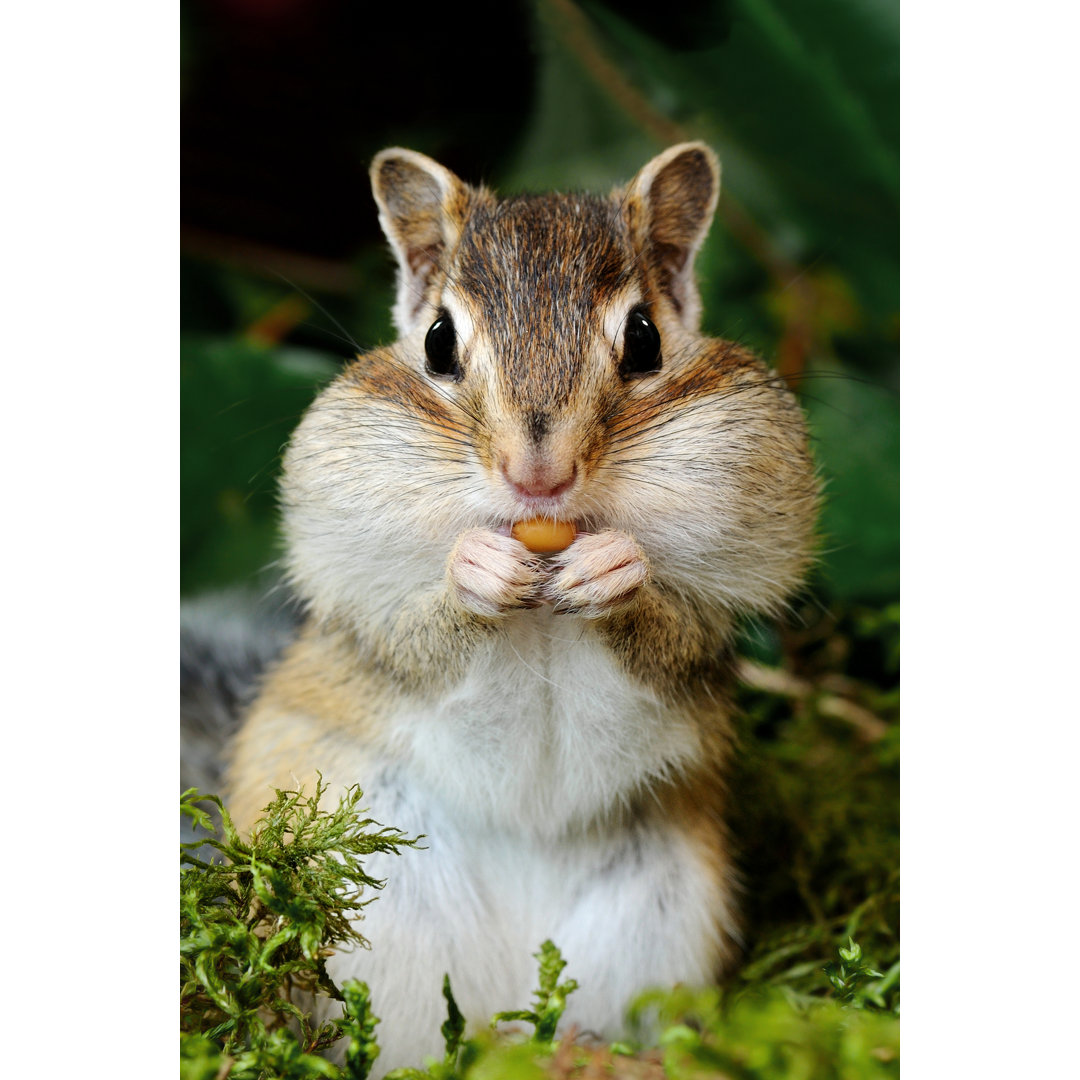 Chipmunk In Forest von Legna69 - Leinwanddrucke