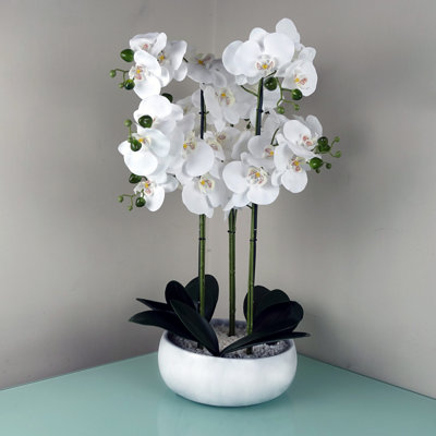 Anneus 60cm Plant