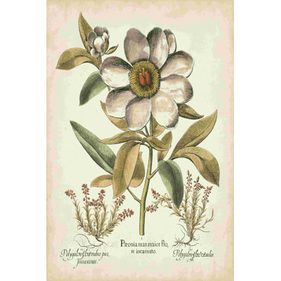 Ivoire pivoines I