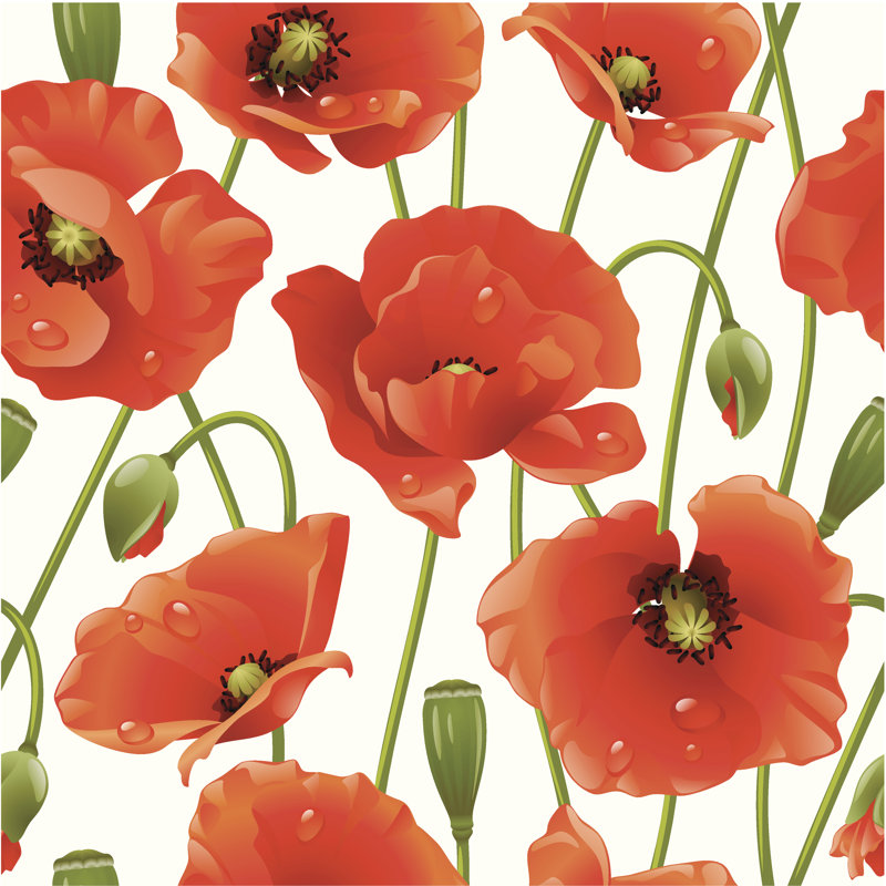 Pawhuska, fond transparent: coquelicot sur toile, H 20 po x l 20 po