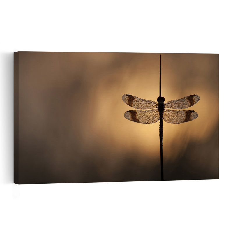 Golden Hour Dragonfly Delicate Peaceful Serene Dragonfly Nature Sunrise Wall Art Print by Daan De Vos - Print