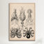 Cephalopod (gamochonia), impression sur toile-73792603-73792604-73792605