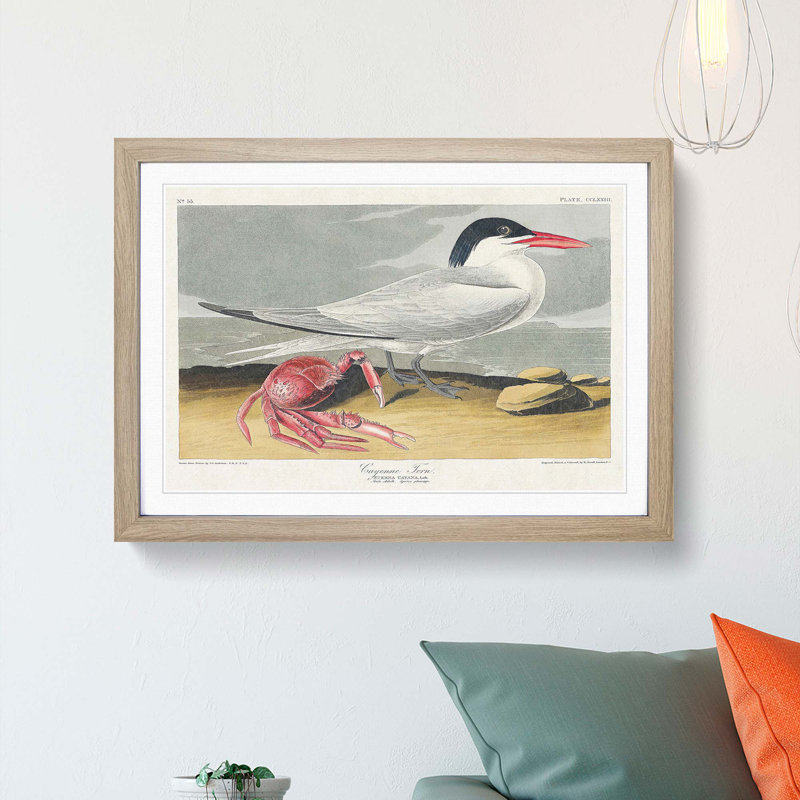 Cayenne Tern Bird with Crab by John James Audubon - Picture Frame Painting Print, Oak Framed, 36cm H x 48cm W x 2cm D