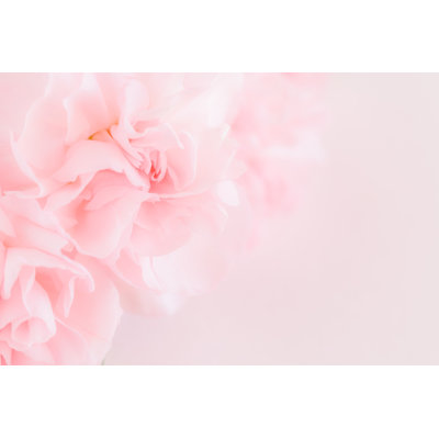 Pink Carnation Flowers by Supitchamcsdam - Wrapped Canvas Print
