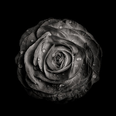 Black And White Begonia IV 1 Piece Wrapped Canvas Wall Art