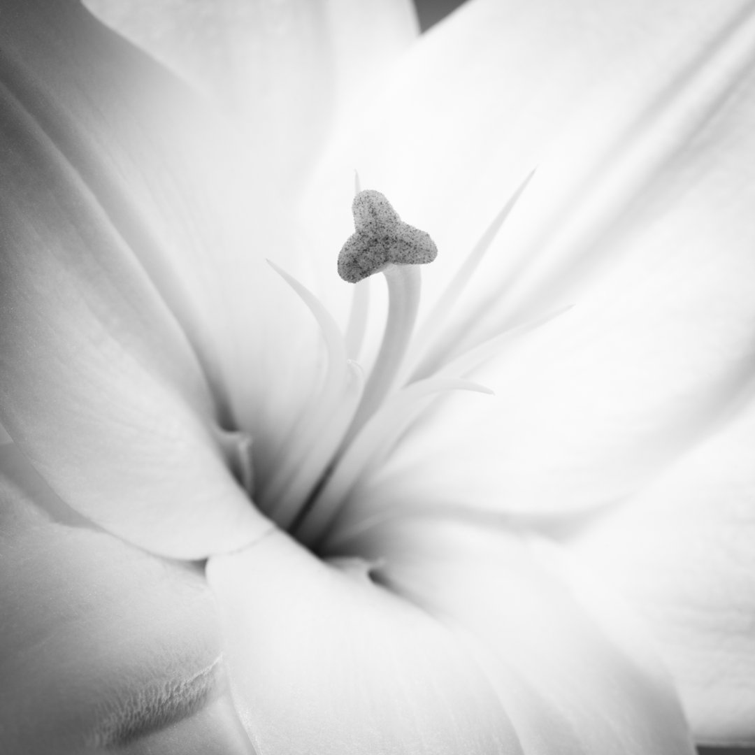 Lily Flower von Letty - Leinwandbild